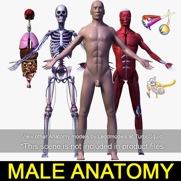female head anatomy eye 3d obj - Female Head Anatomy by leo3Dmodels