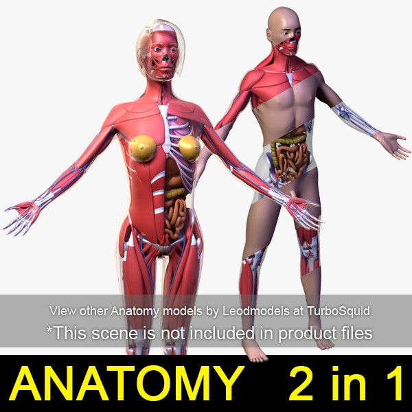 female head anatomy eye 3d obj - Female Head Anatomy by leo3Dmodels