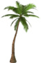 Palm tree 01