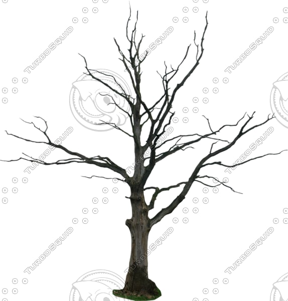 Dead tree
