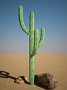 maya mytillocactus cactus