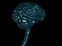 brain res 3d model