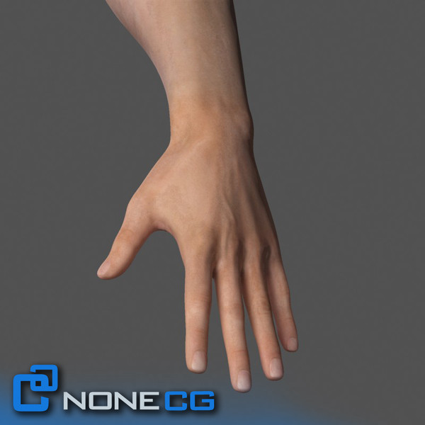 Adult Male Arms and Hands