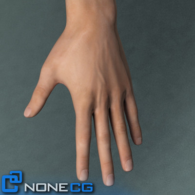 Anatomy Male Brian