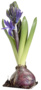 hyacinth 04