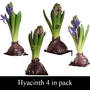 Hyacinth collection