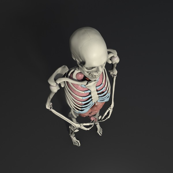 human male skeleton organs 3d model - Male Skeleton and Organs with Textures by Anatomia