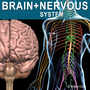 maya human nervous systems brain
