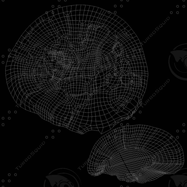 brain anatomy 3d obj - Brain... by Activepoly