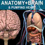 3d human anatomy brain