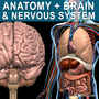 lwo human anatomy nervous brain
