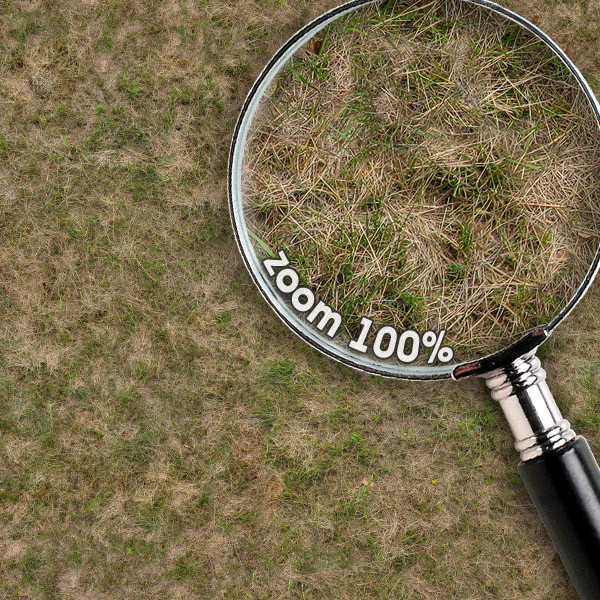 Grass Textures 2048x2048 vol.10