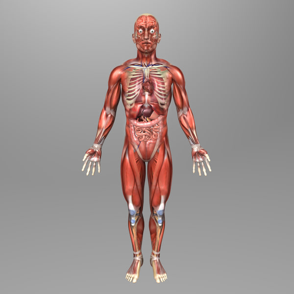Human Male Anatomy