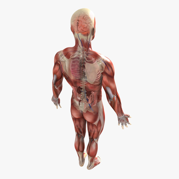 Human Male Anatomy