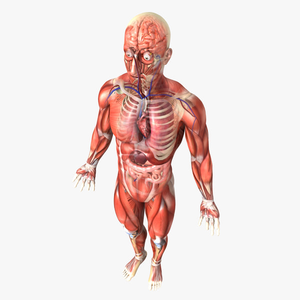 Human Male Anatomy