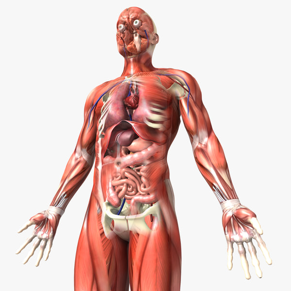 Human Male Anatomy