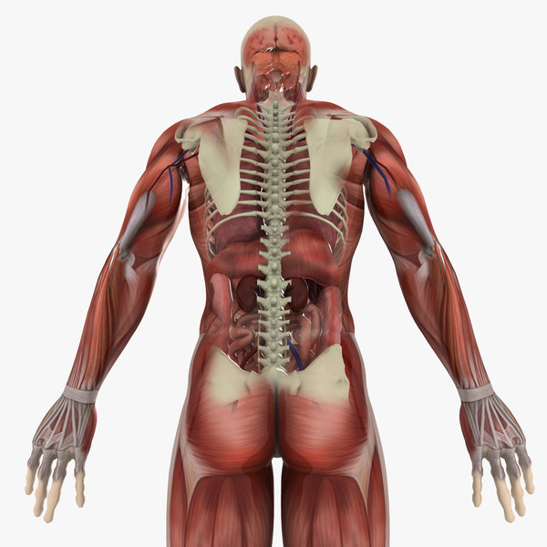 Human Male Anatomy