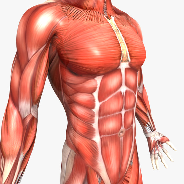 Human Male Anatomy