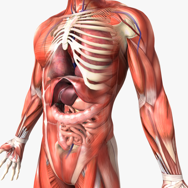 Human Male Anatomy