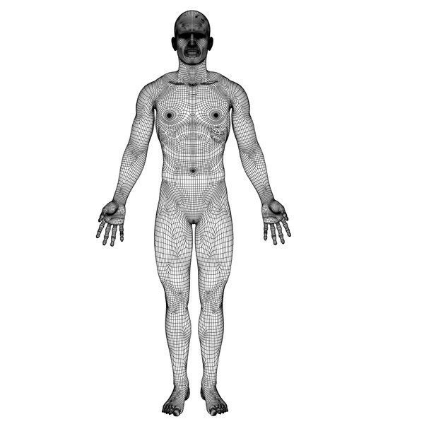 Human Male Anatomy