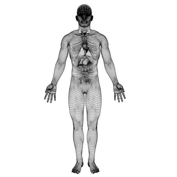 Human Male Anatomy