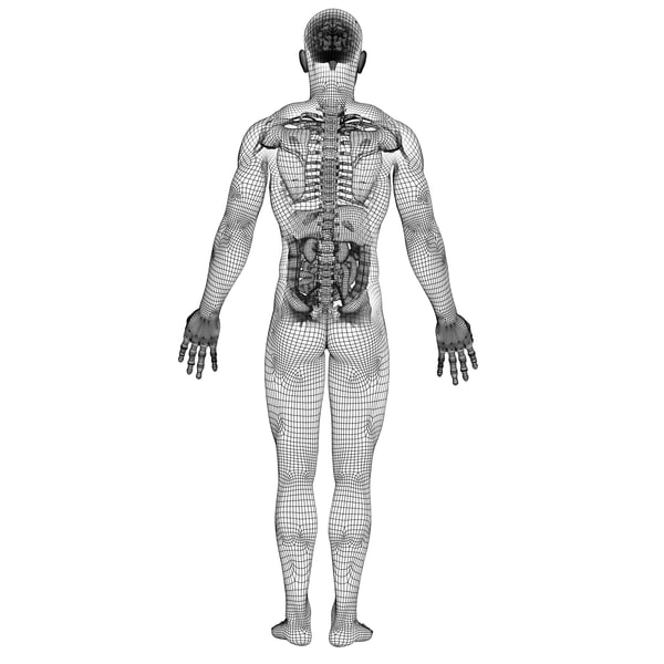 Human Male Anatomy