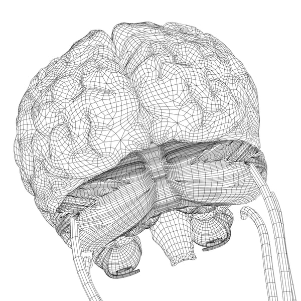 Human Male Anatomy