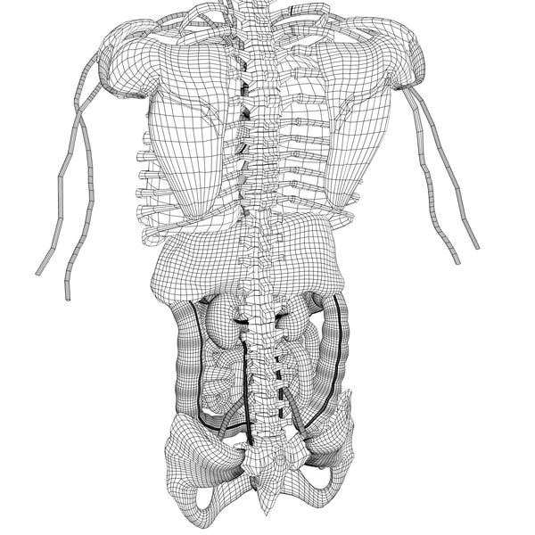 Human Male Anatomy