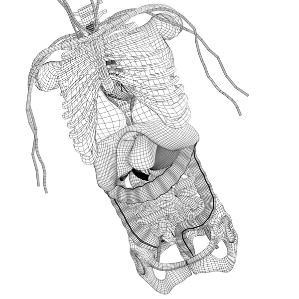 Human Male Anatomy