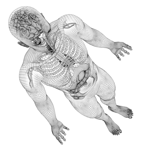 Human Male Anatomy