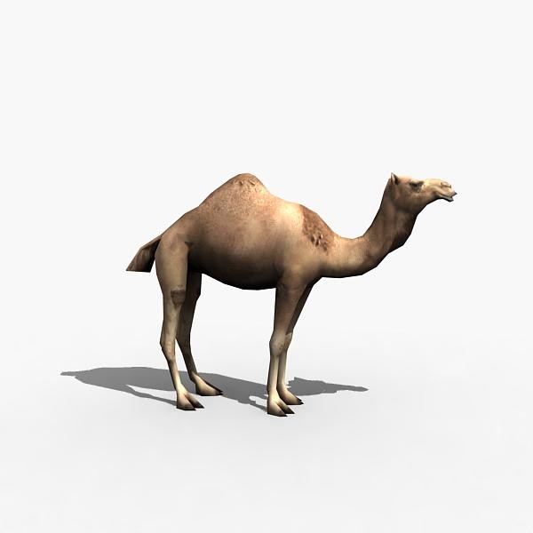 3d camel - Camel by Zoo_M