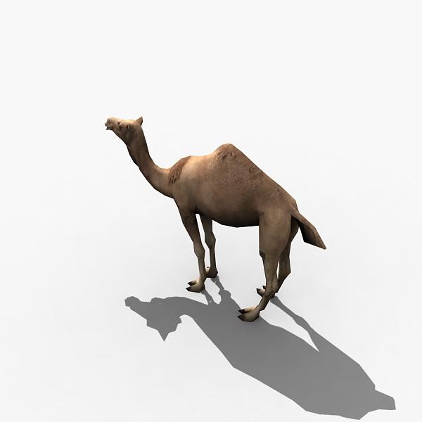 3d camel - Camel by Zoo_M
