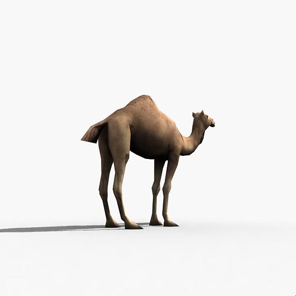 3d camel - Camel by Zoo_M