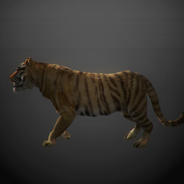 3ds max tiger fur - Animated Tiger... by NONECG