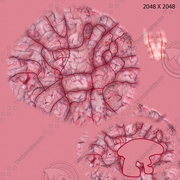 brain anatomy 3d obj - Brain... by Activepoly