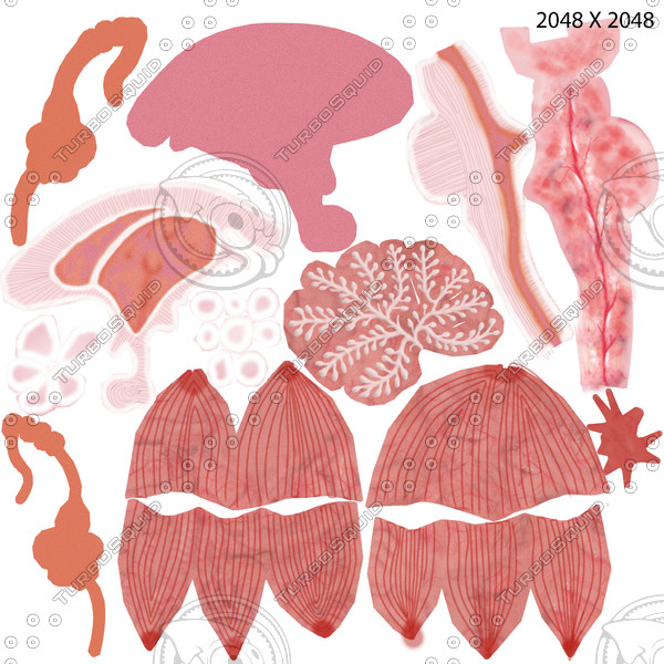 brain anatomy 3d obj - Brain... by Activepoly