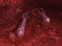3ds max tetanus clostridium tetani