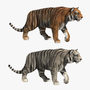 tigers fur 3d model