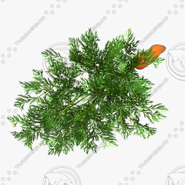 3d model of carrot vegetable - Vegetable 6 Carrot... by CutCat