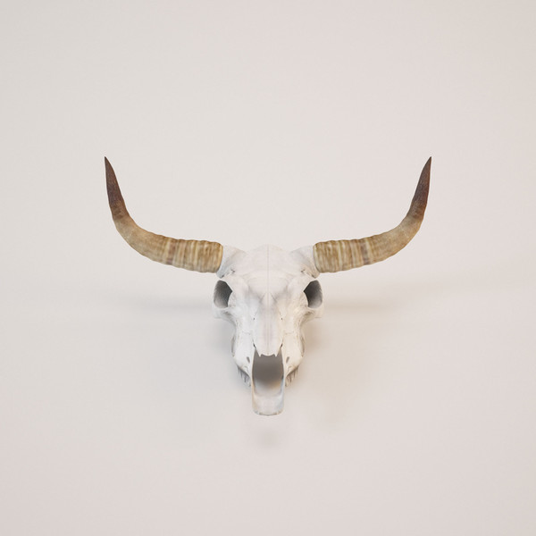 cow skull 3d model - Cow_skull by mifody
