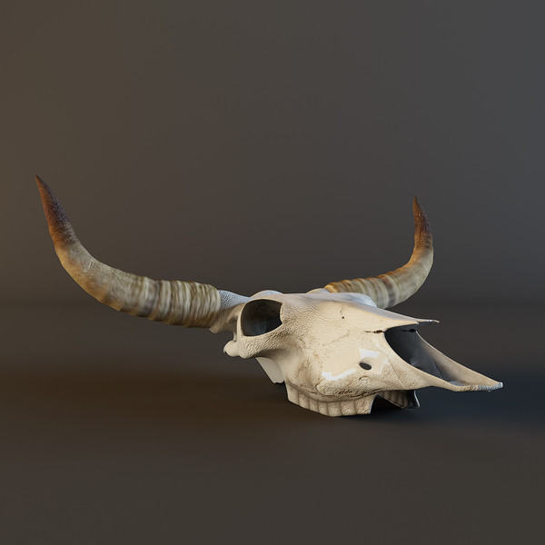 cow skull 3d model - Cow_skull by mifody