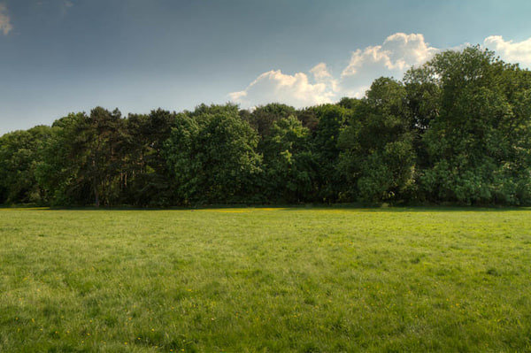 HDR 113 Meadow with Plates