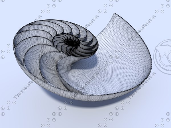 nautilus seashell obj - Nautilus SeaShell... by INNER LEAF