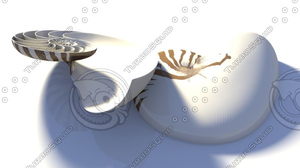 nautilus seashell obj - Nautilus SeaShell... by INNER LEAF