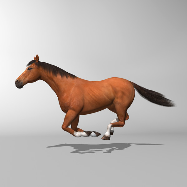 maya brown looped galloping - Horse ( Brown )... by MotionCow