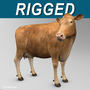 lwo limousine cow