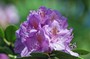 Azalea