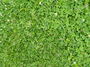 Clover Leaves with Grass