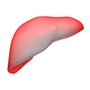 3ds max basic liver 2008