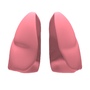 3d lungs 2008 model